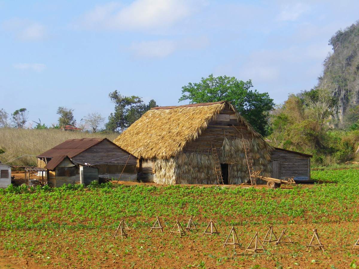Tobacco Farm04.jpg